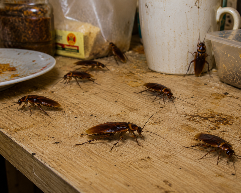 Ace Pest Control cockroach treatment